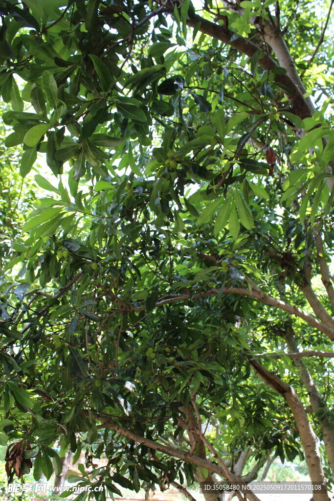 杨梅树