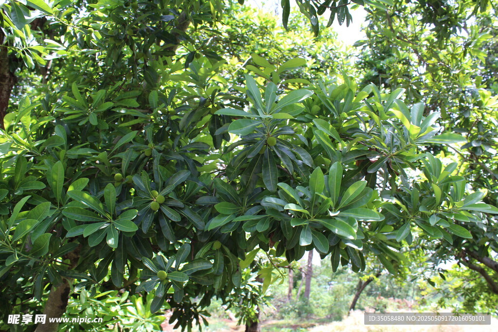 杨梅树