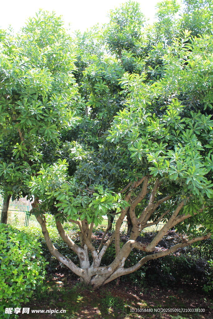 杨梅树
