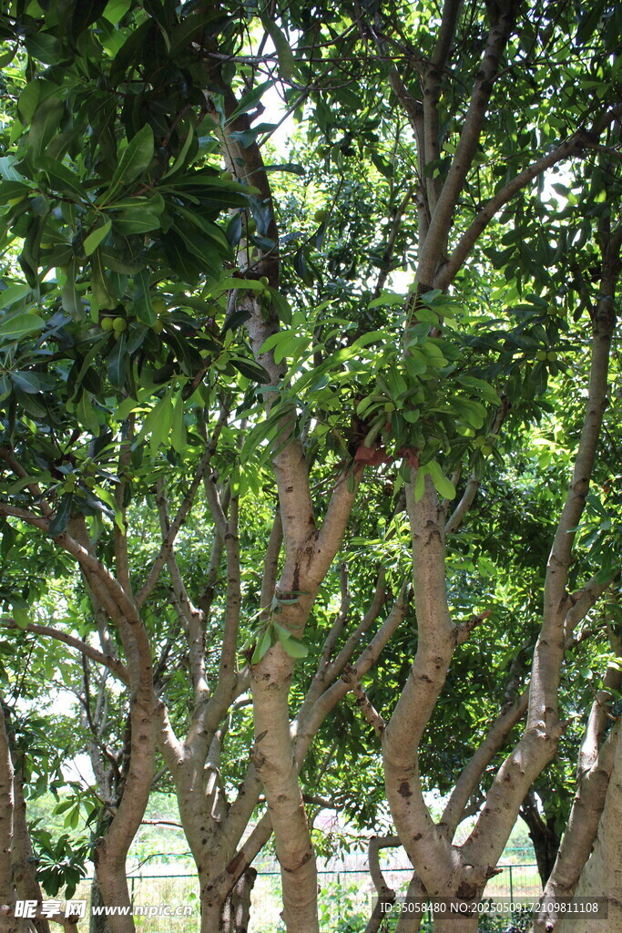 杨梅树