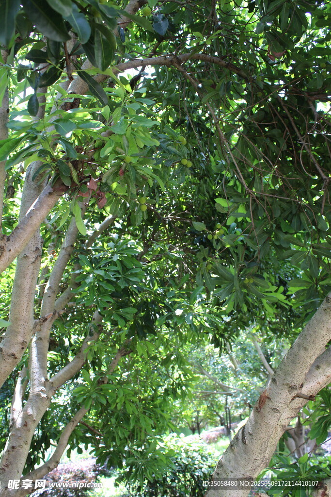 杨梅树