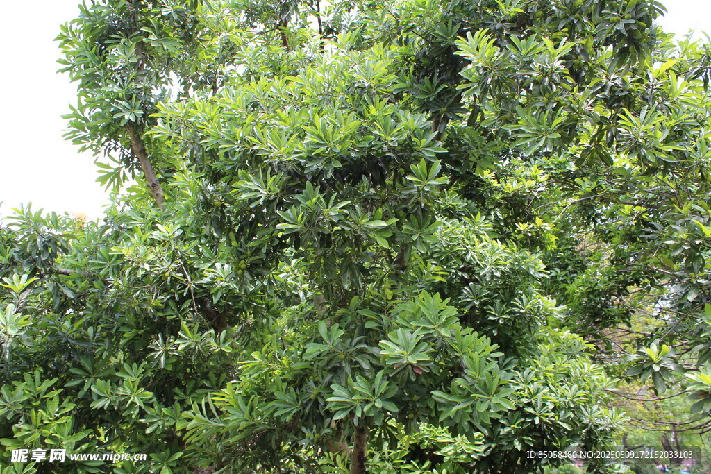 杨梅树