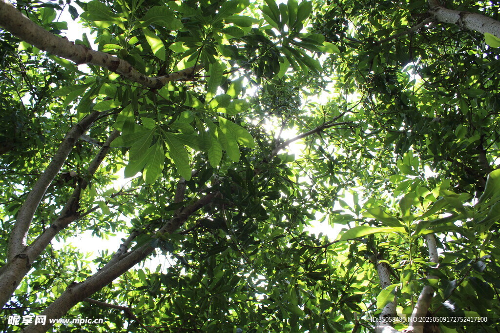 杨梅树