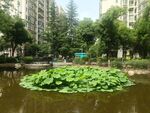 小区内的荷塘景致