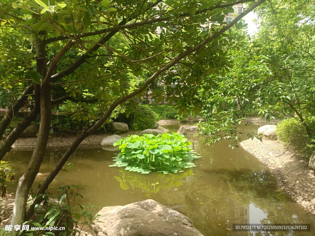 林间小溪畔的绿意景致