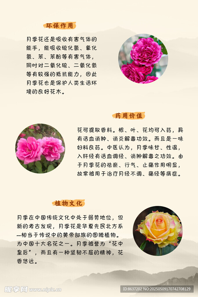 月季花