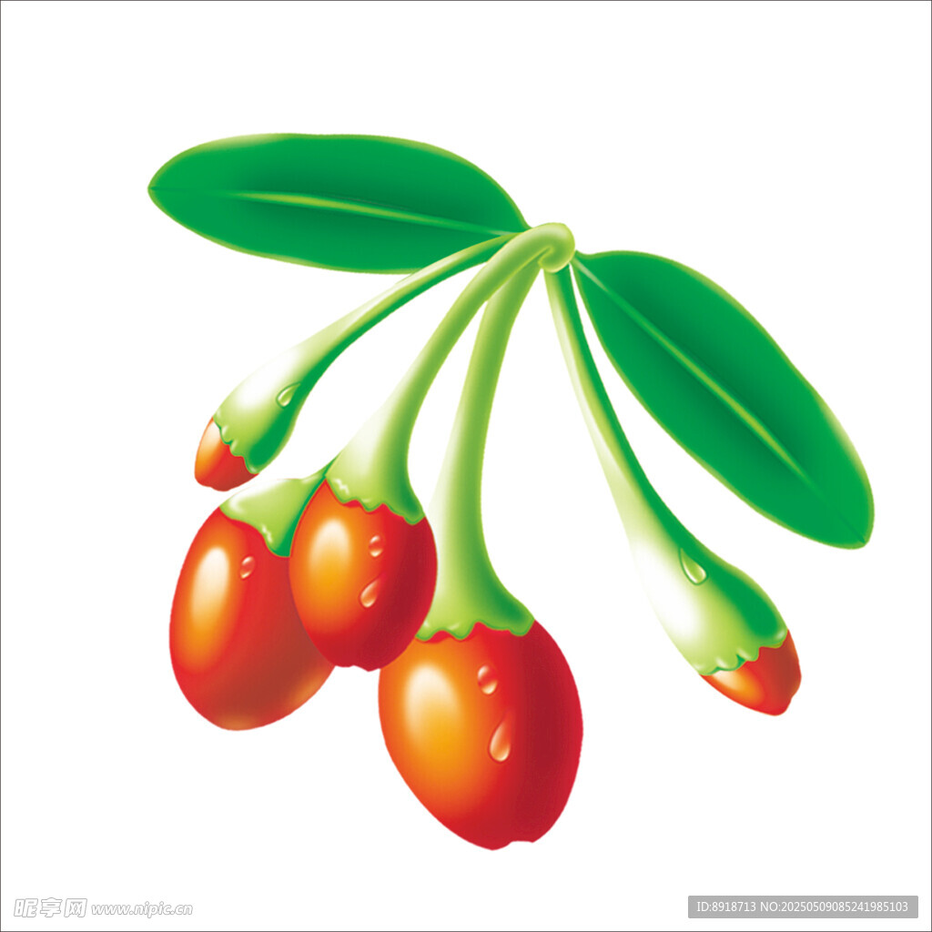 鲜艳枸杞果实插画