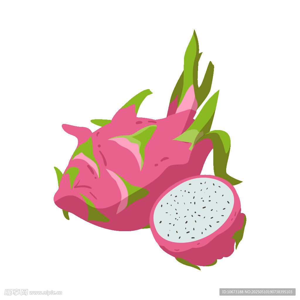 火龙果插画