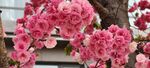 樱花漫漫