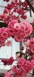 樱花漫漫