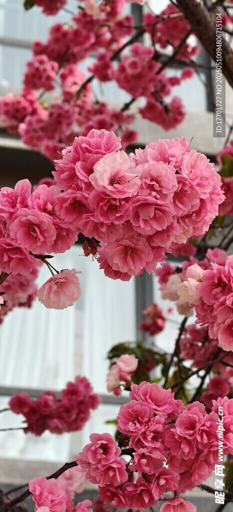 樱花漫漫