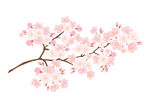 粉色樱花枝