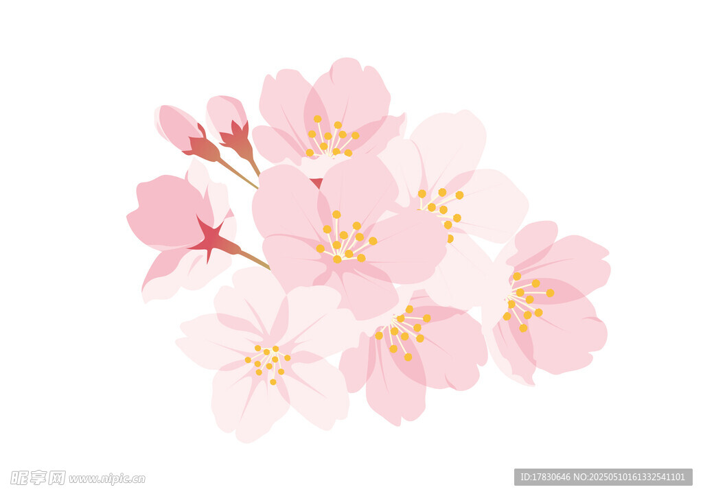 粉嫩樱花绽放