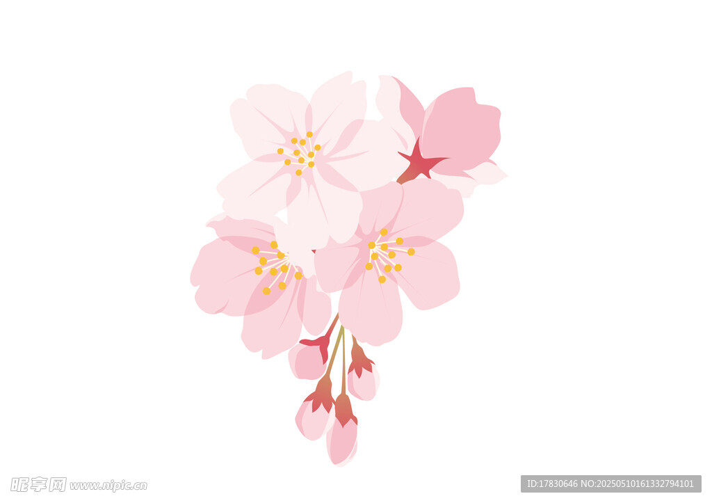 粉色樱花花朵特写