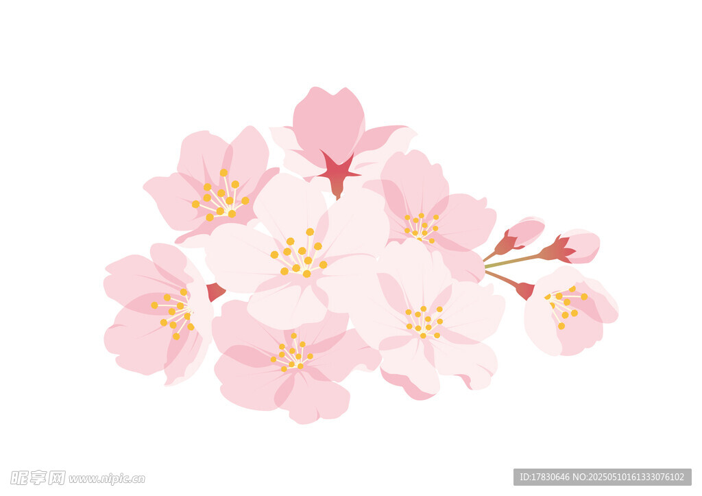 粉嫩樱花绽放枝头