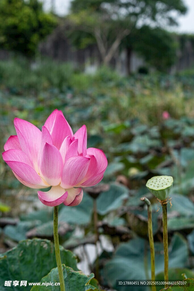 荷花