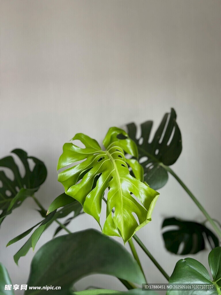 龟背竹