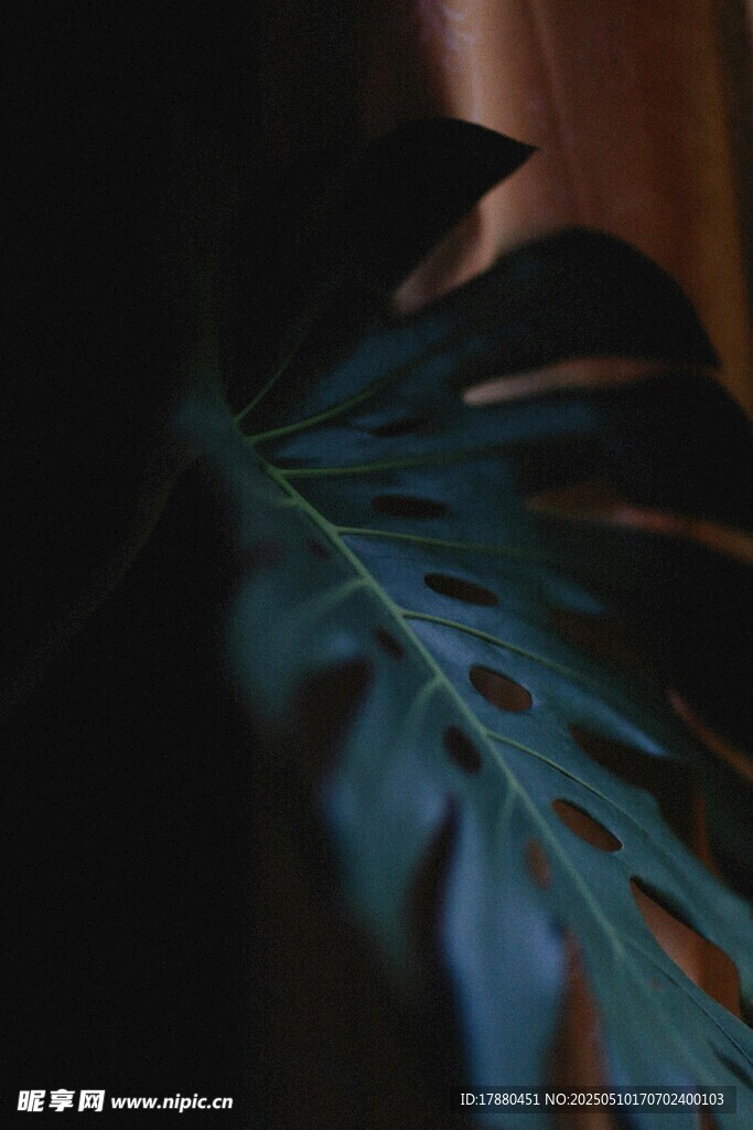 龟背竹