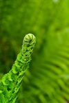 蕨类植物