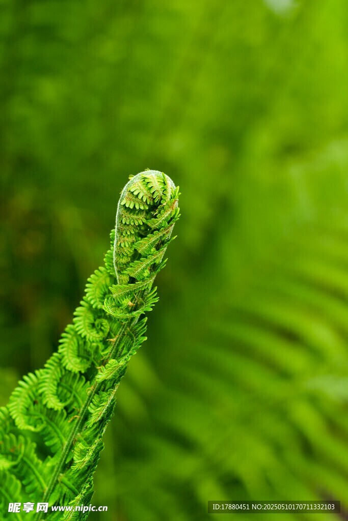 蕨类植物