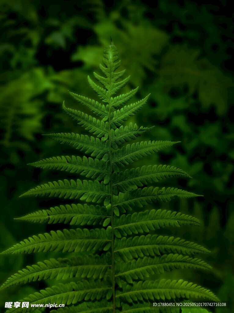 蕨类叶片