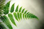 蕨类叶片