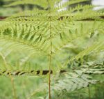 蕨类植物