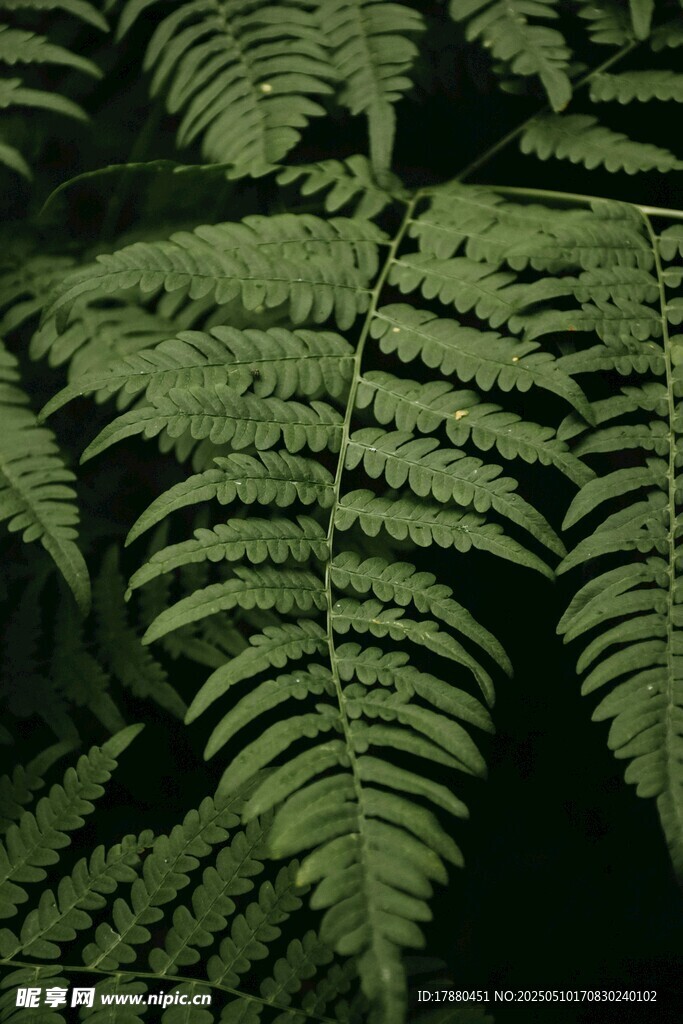 蕨类叶片