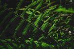 蕨类植物