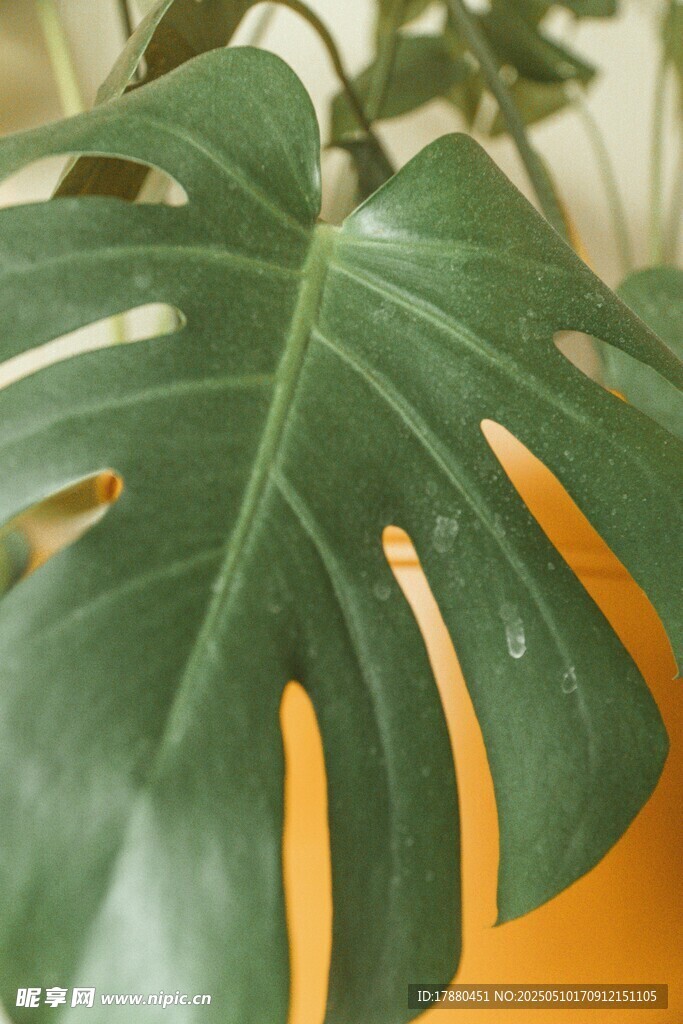 龟背竹