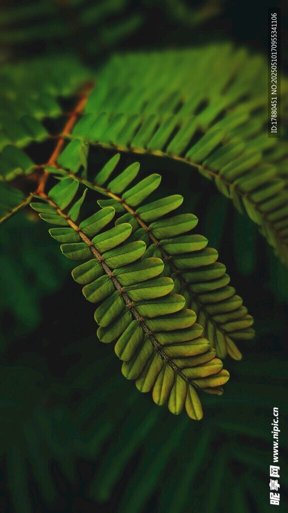 蕨类叶片