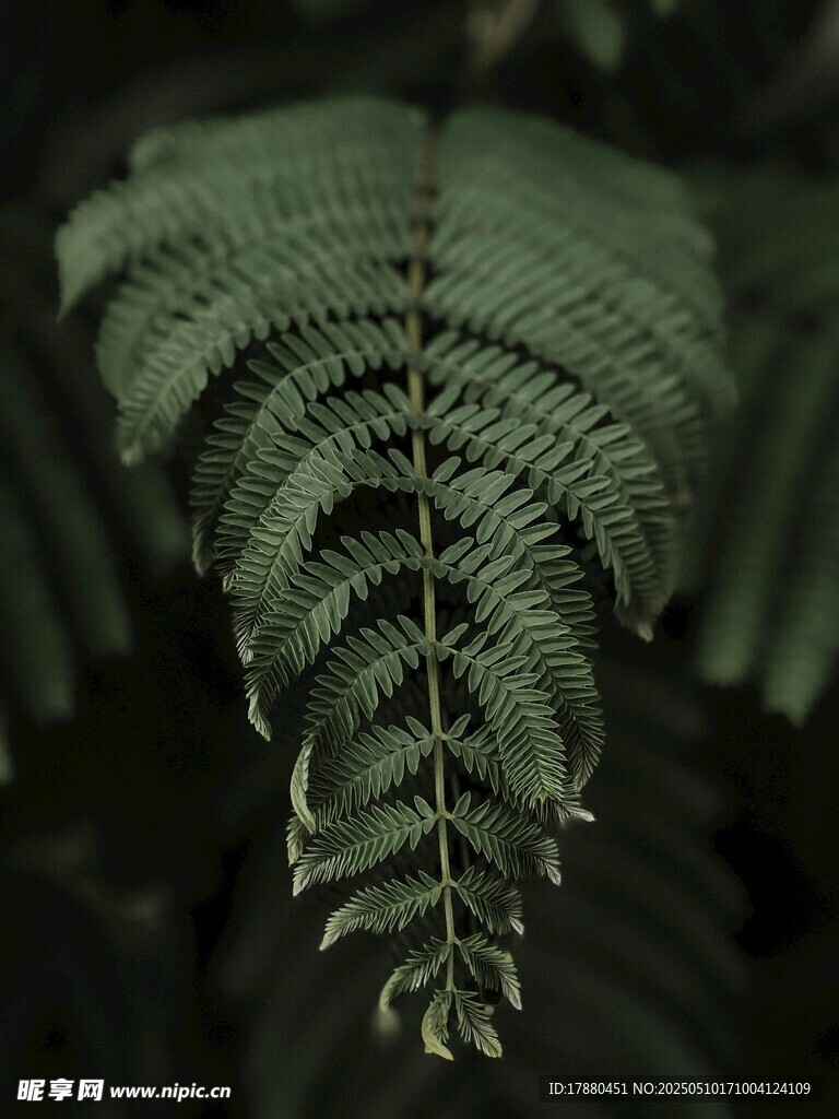 蕨类叶片