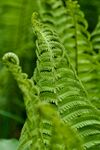 蕨类植物