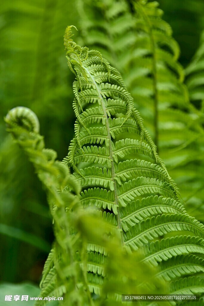 蕨类植物