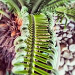 蕨类植物