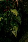 蕨类植物