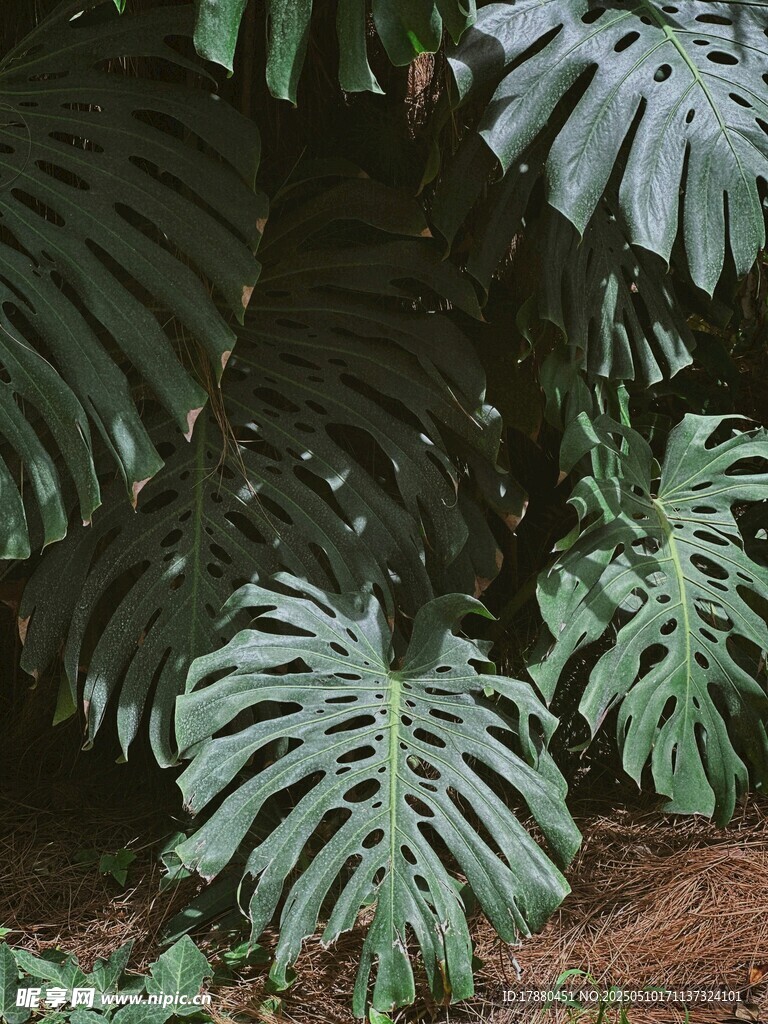 龟背竹