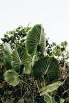 叶片