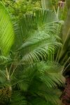 棕榈植物