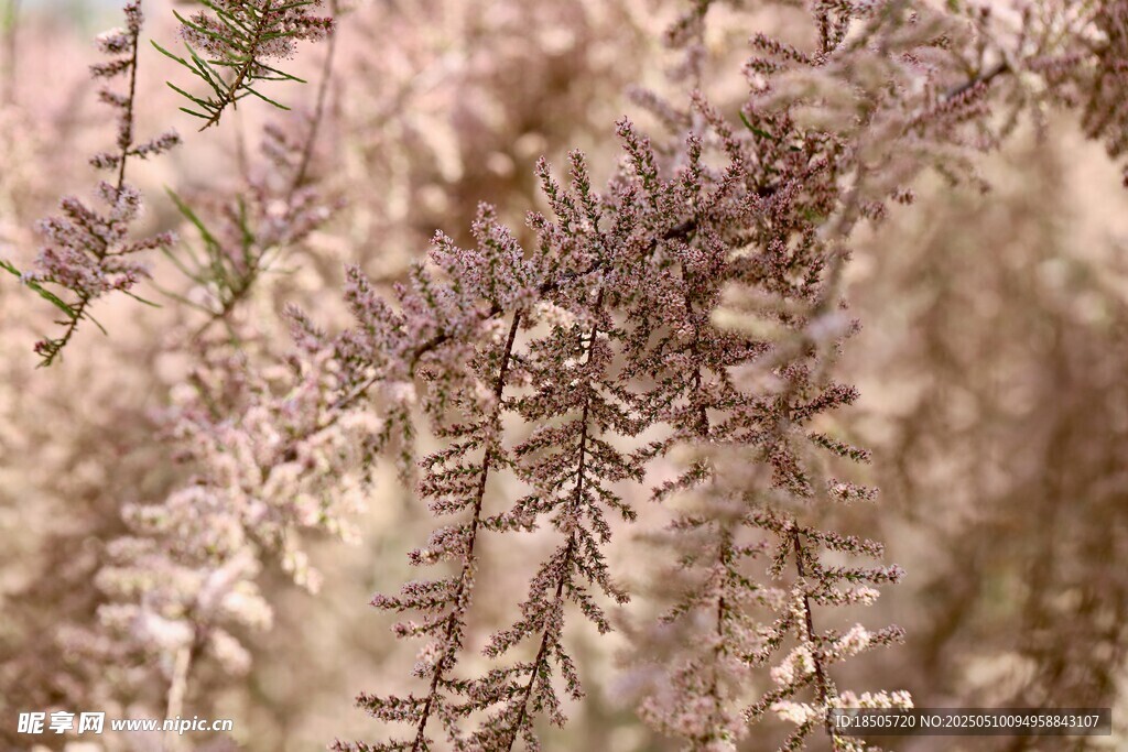 淡紫色植物特写
