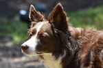 牧羊犬
