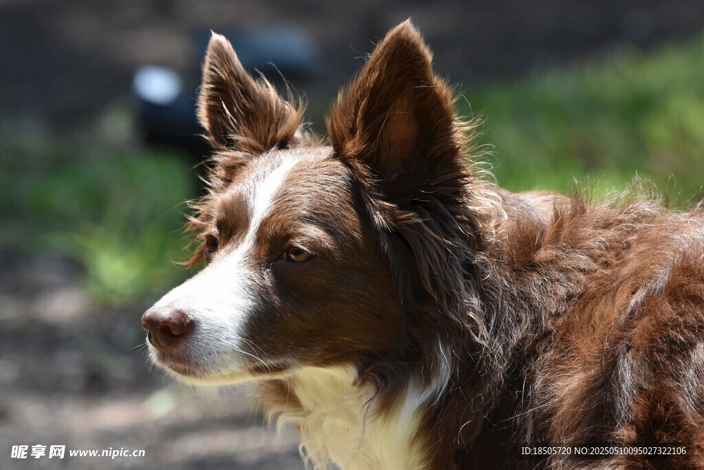 牧羊犬