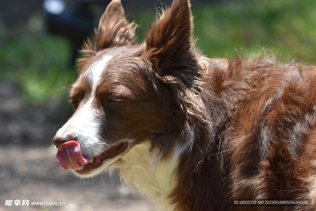 牧羊犬