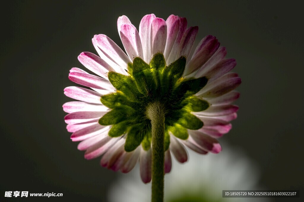 粉色雏菊