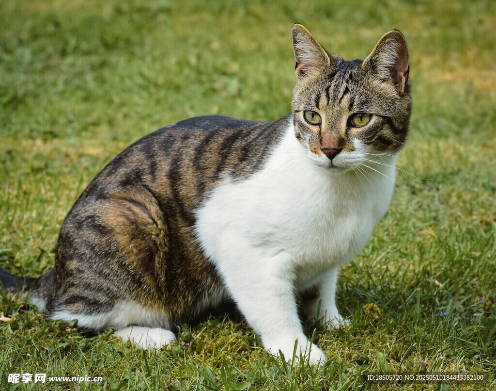 草地上的斑纹猫咪