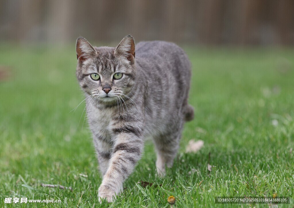草地上行走的条纹猫咪