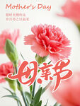 母亲节康乃馨花卉海报