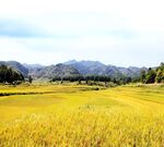 稻田