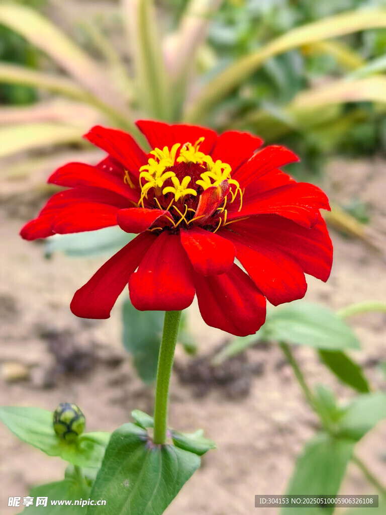 虞美人