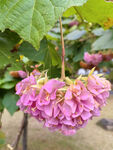 非洲芙蓉